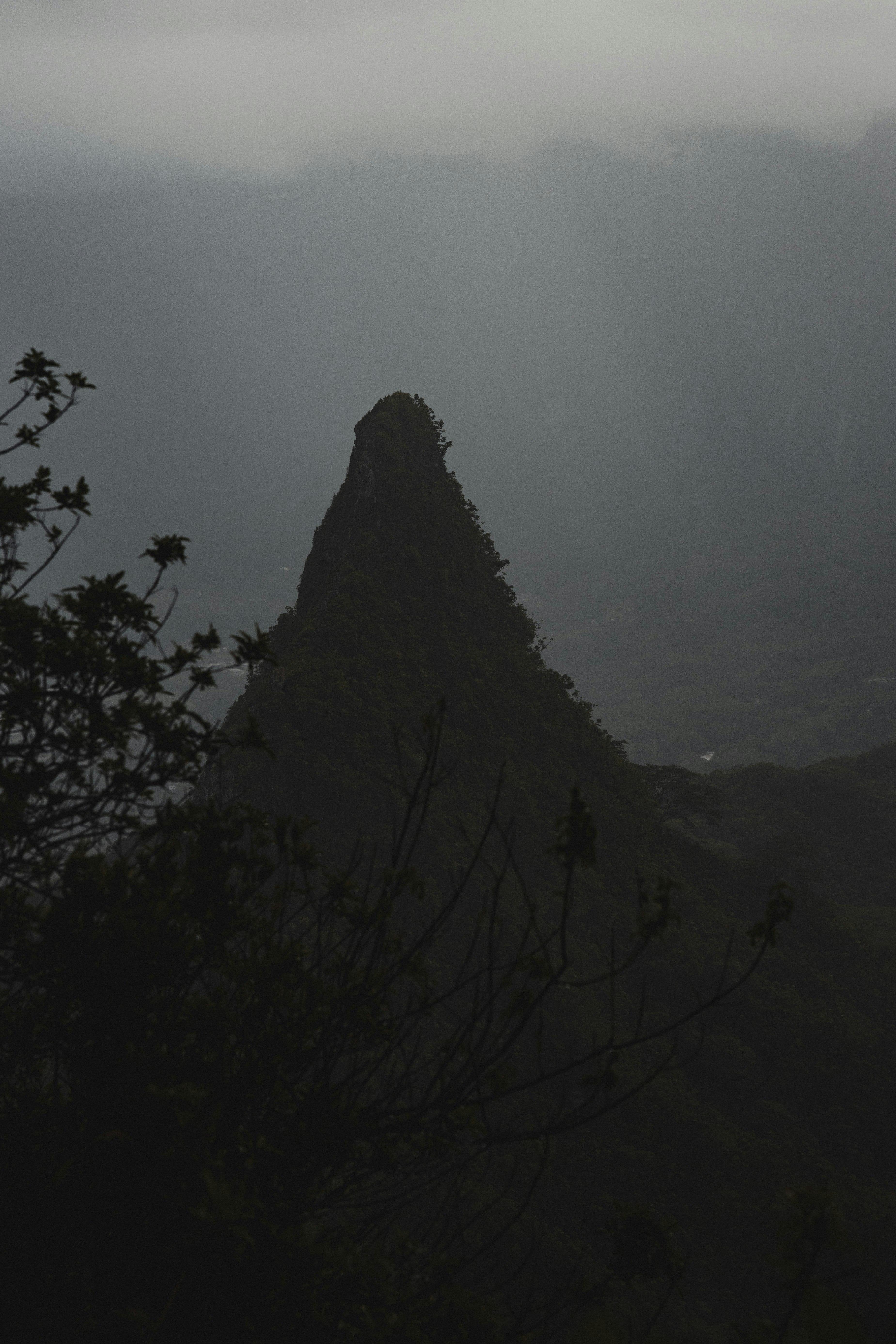 green trees on mountain during foggy weather